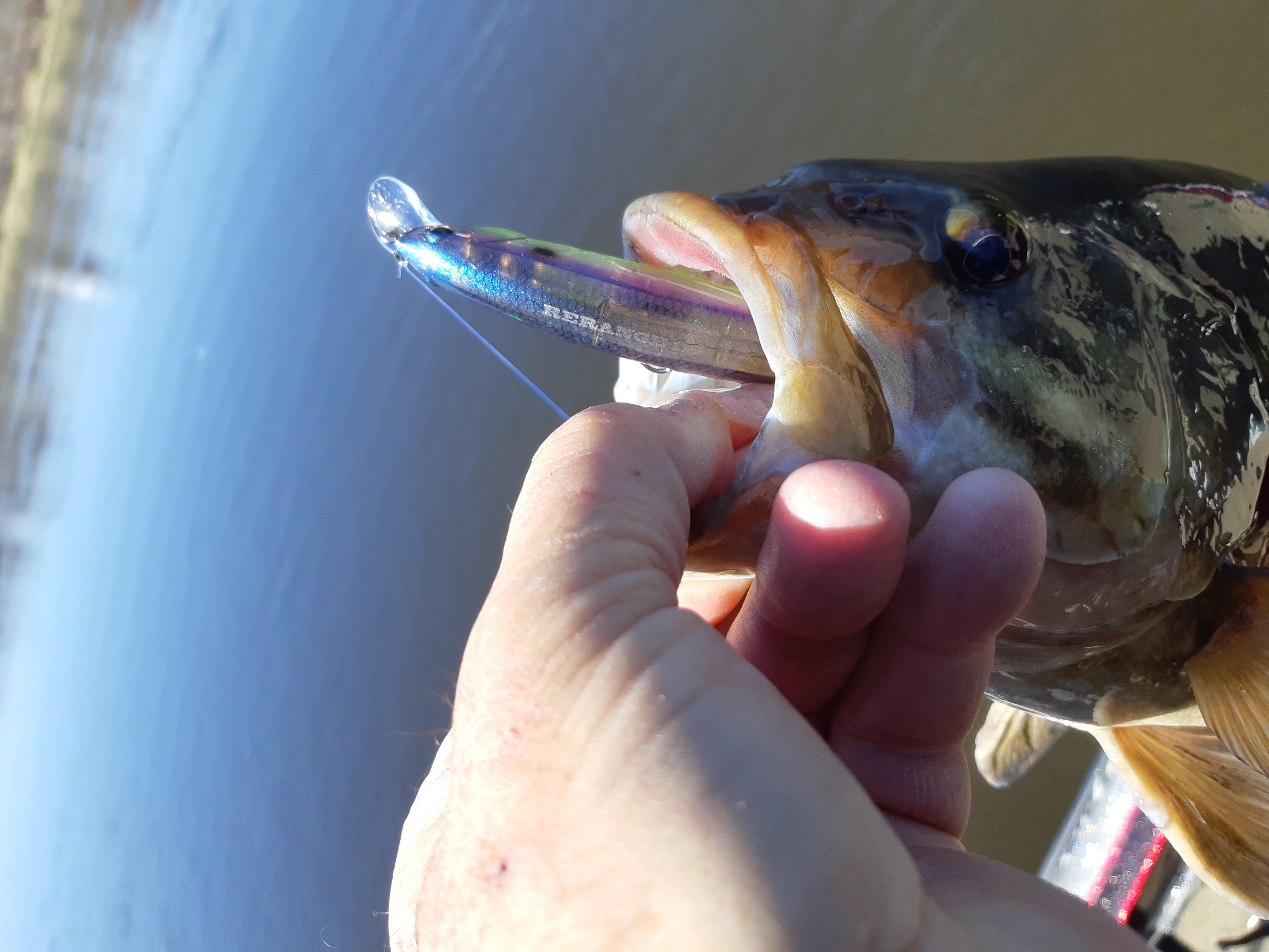 Spring Smallmouth in Woodstock, NB